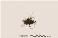 藏品(皺葉島衣)的圖片